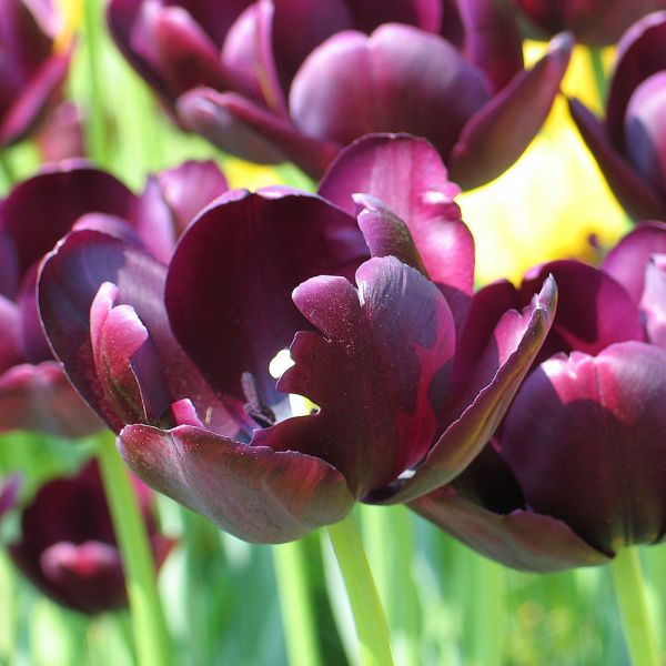 Tulip 'Queen of Night' | White Flower Farm