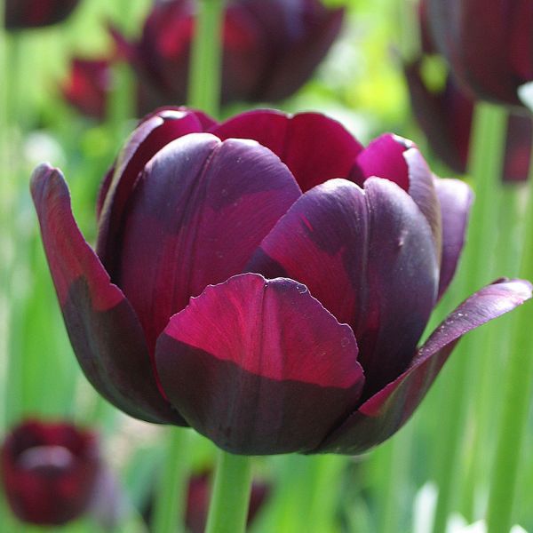 Tulip 'Queen of Night' | White Flower Farm