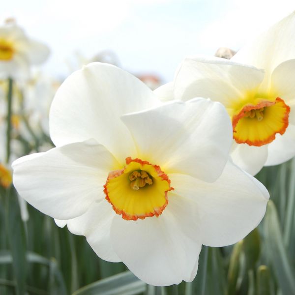 Narcissus 'Eliot Ming' | White Flower Farm