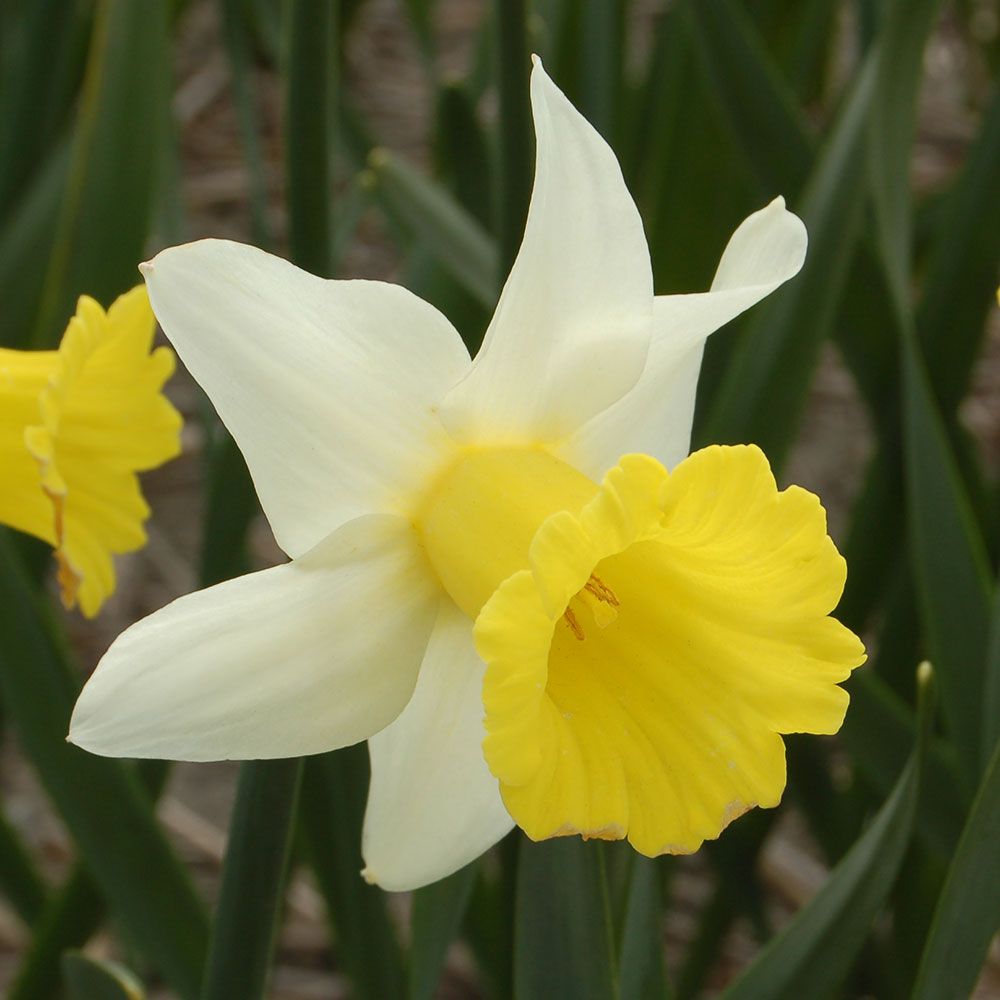 Narcissus 'Peeping Jenny' | White Flower Farm