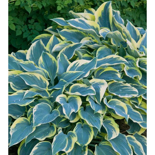 Hosta 'First Frost' | White Flower Farm