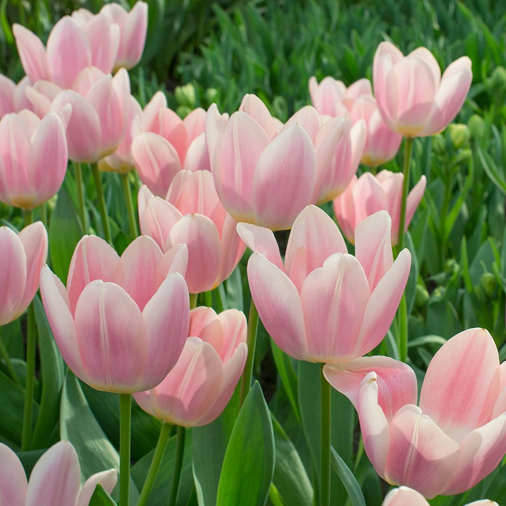 Tulip 'Apricot Delight' | White Flower Farm