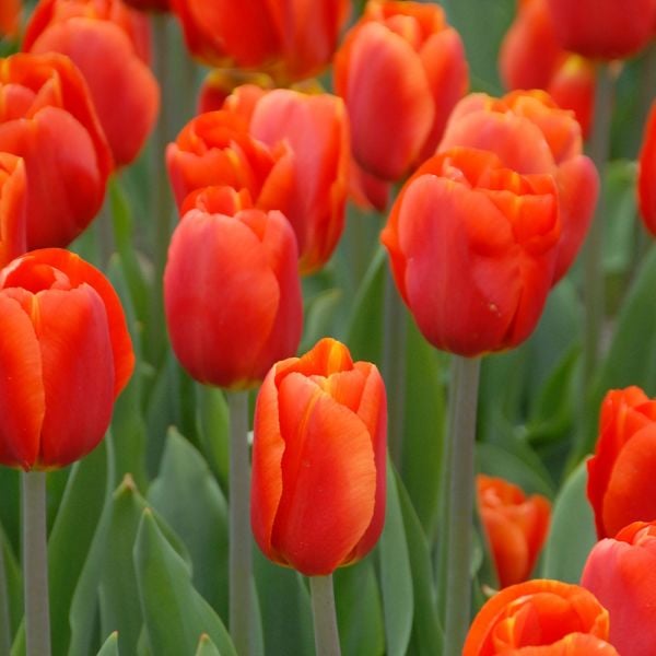 Tulip 'Bourbon Street' | White Flower Farm