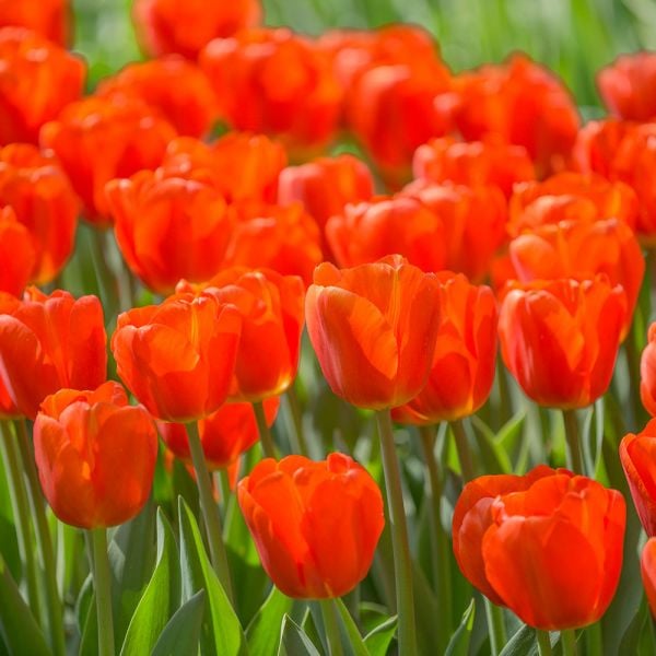 Tulip 'Bourbon Street' | White Flower Farm