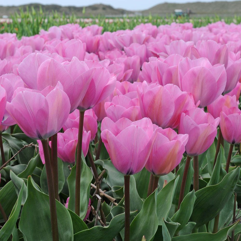 Tulip 'Janis Joplin' | White Flower Farm