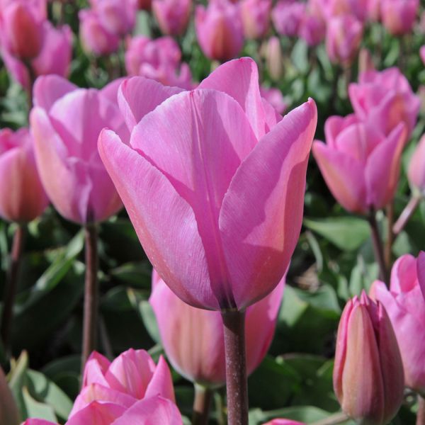 Tulip 'Janis Joplin' | White Flower Farm