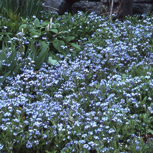 Myosotis sylvatica | White Flower Farm