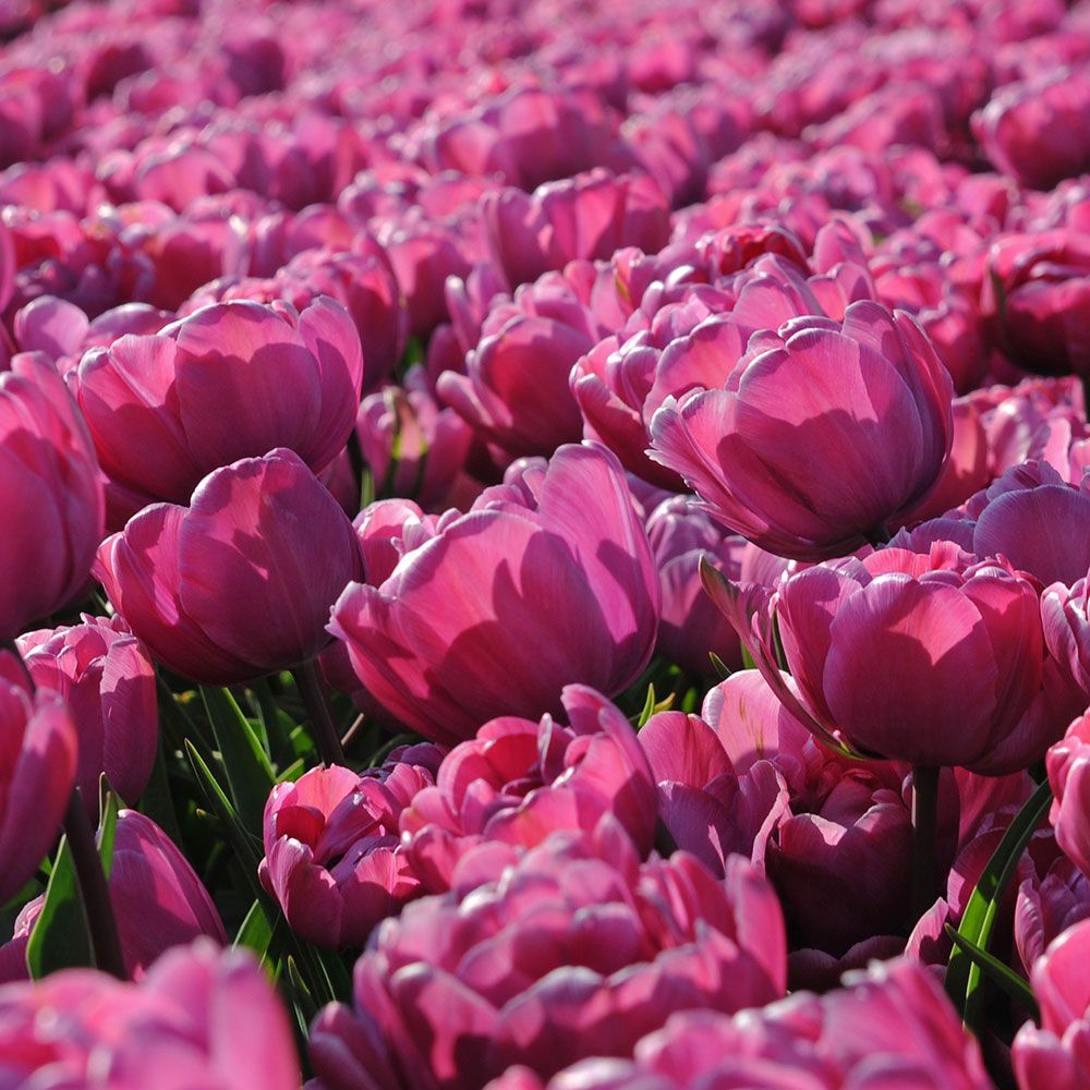 Tulip 'Rosy Diamond Pipi' | White Flower Farm