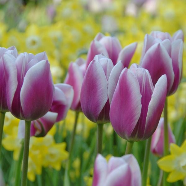 Tulip 'Synaeda Blue' | White Flower Farm