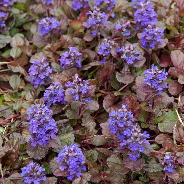 Ajuga reptans 'Black Scallop' | White Flower Farm