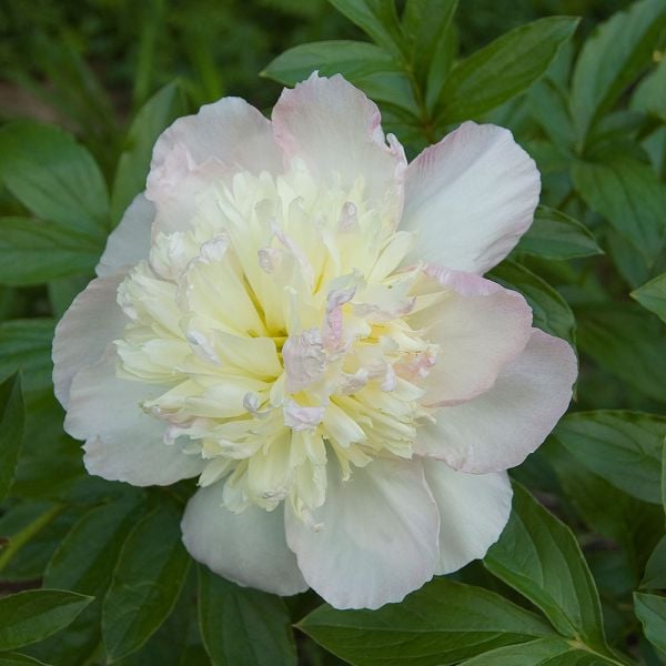 Peony 'Raspberry Sundae' | White Flower Farm