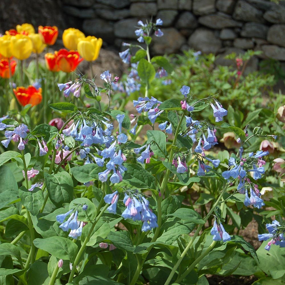 Mertensia virginica | White Flower Farm