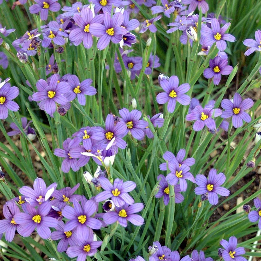 Blue-Eyed Grass Blooms for Bees and Butterflies - Virginia Native Plant  Society