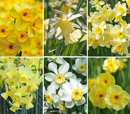 Award-winning Miniature Daffodils | White Flower Farm