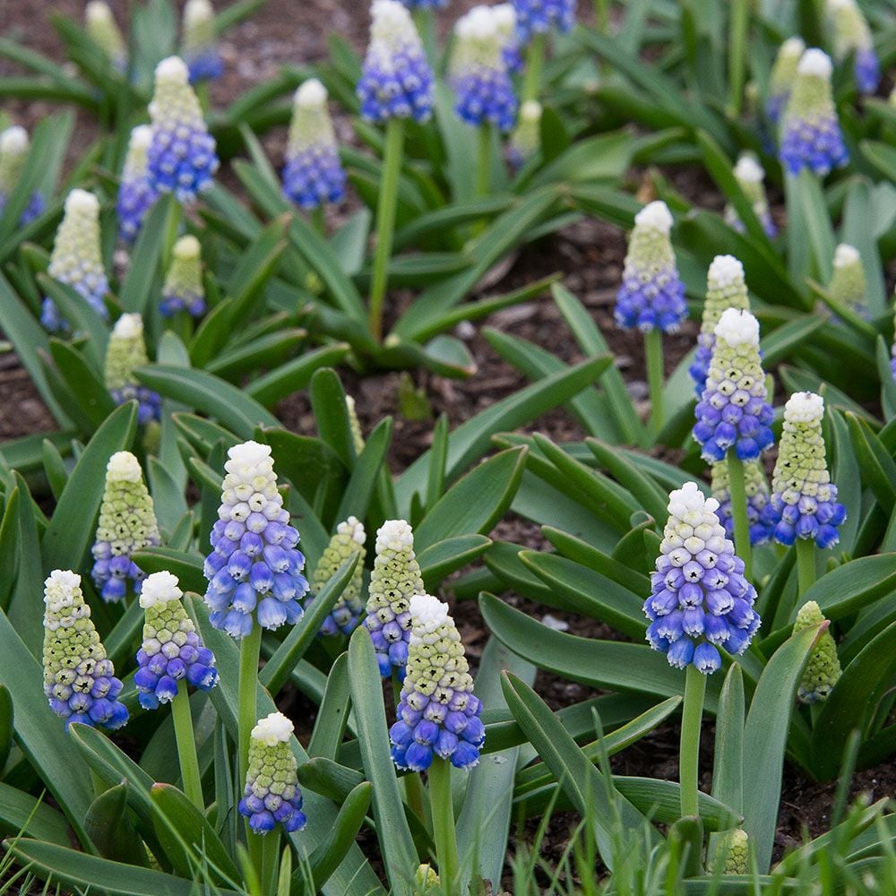 Muscari armeniacum Mountain Lady | White Flower Farm