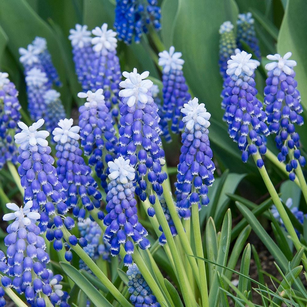 Muscari armeniacum 'Helena' | White Flower Farm