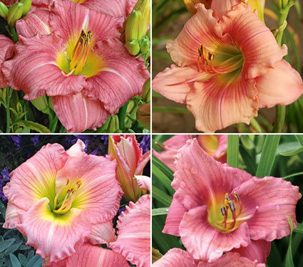 Our Favorite Pink Daylily Mix (Hemerocallis) | White Flower Farm