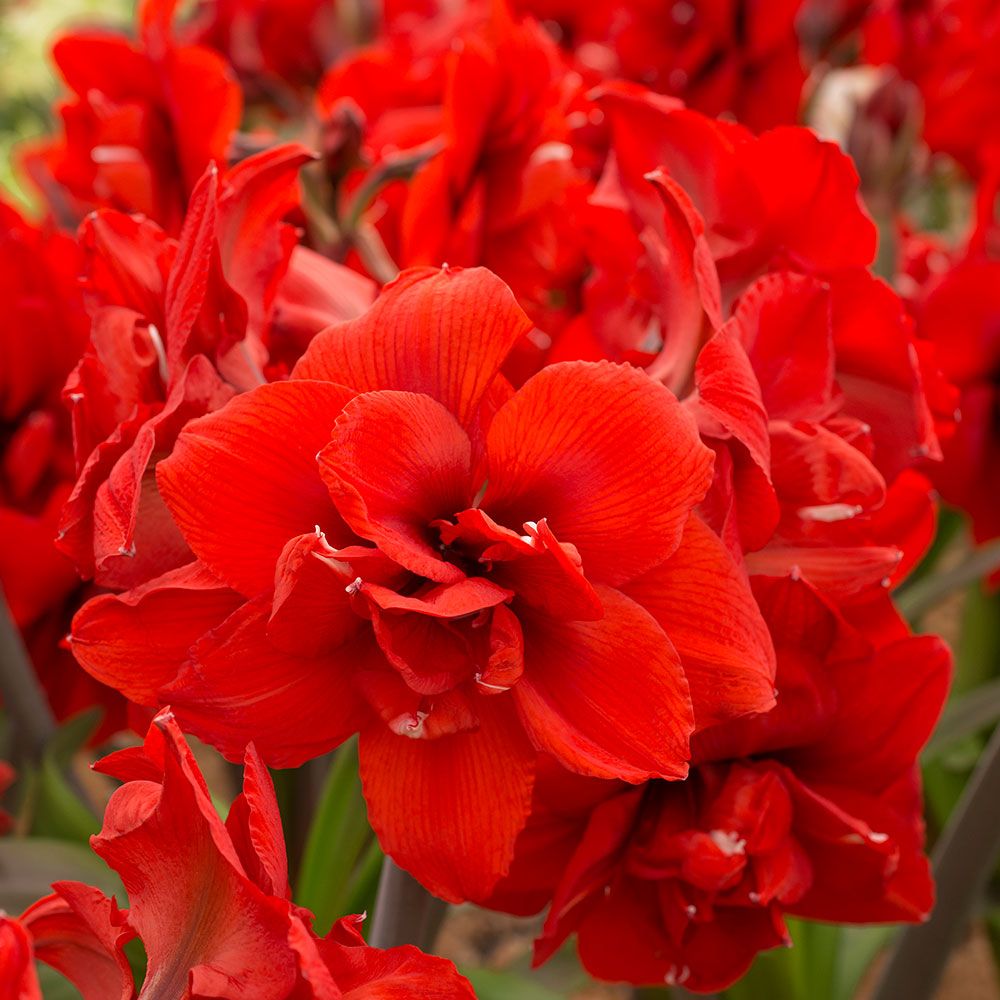 Amaryllis Double King | White Flower Farm