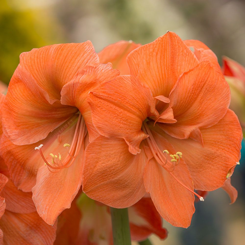 Amaryllis Peach Melba | White Flower Farm