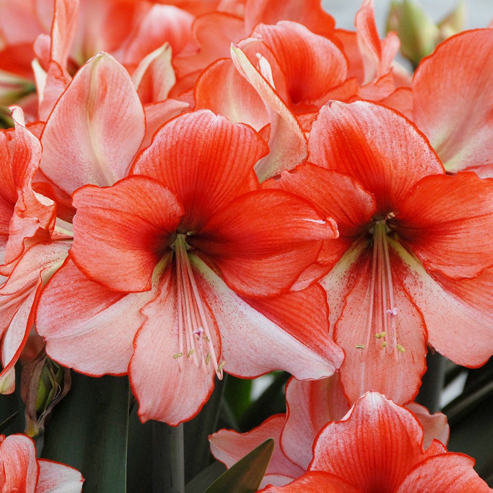 Amaryllis Coral Beach | White Flower Farm