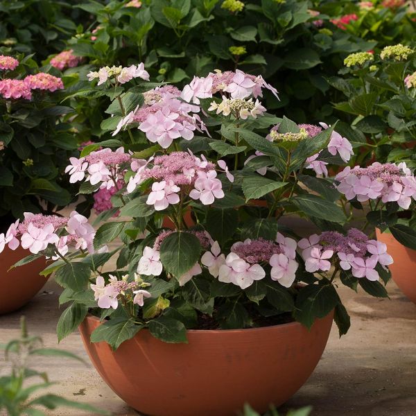 Hydrangea macrophylla Let's Dance® Diva! - 1 gallon pot | White Flower Farm