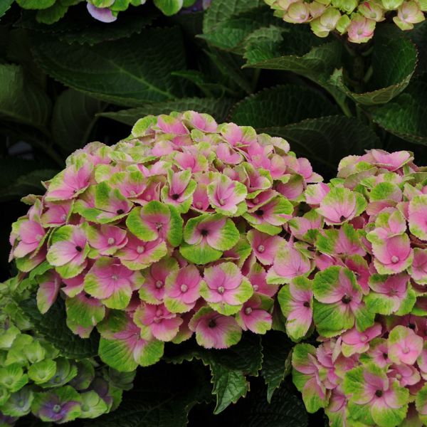 Hydrangea macrophylla Everlasting® Amethyst | White Flower Farm