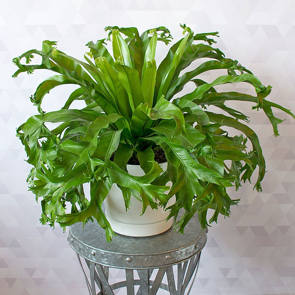 Bird's Nest Fern Crissie | White Flower Farm