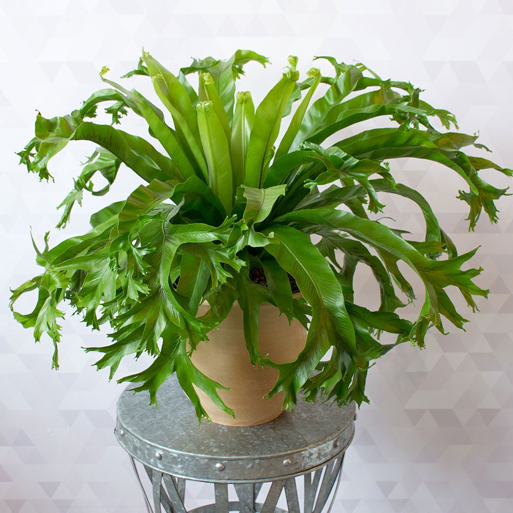 Bird's Nest Fern Crissie | White Flower Farm