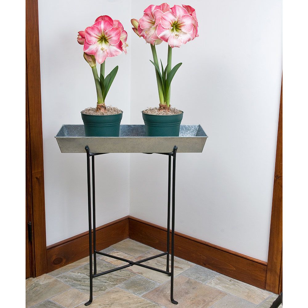 Galvanized Trestle Plant Stand | White Flower Farm