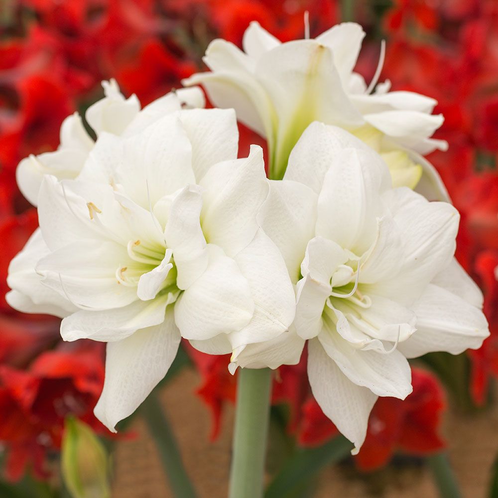 Amaryllis Akiko | White Flower Farm