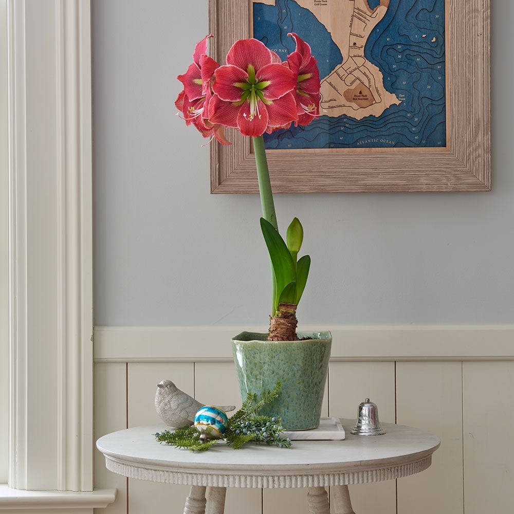 Amaryllis Maybelle, one bulb, potting medium and Sargasso Sea pot ...