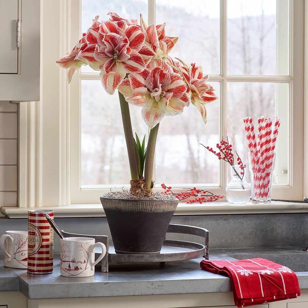 Double Flowered Amaryllis White Flower Farm