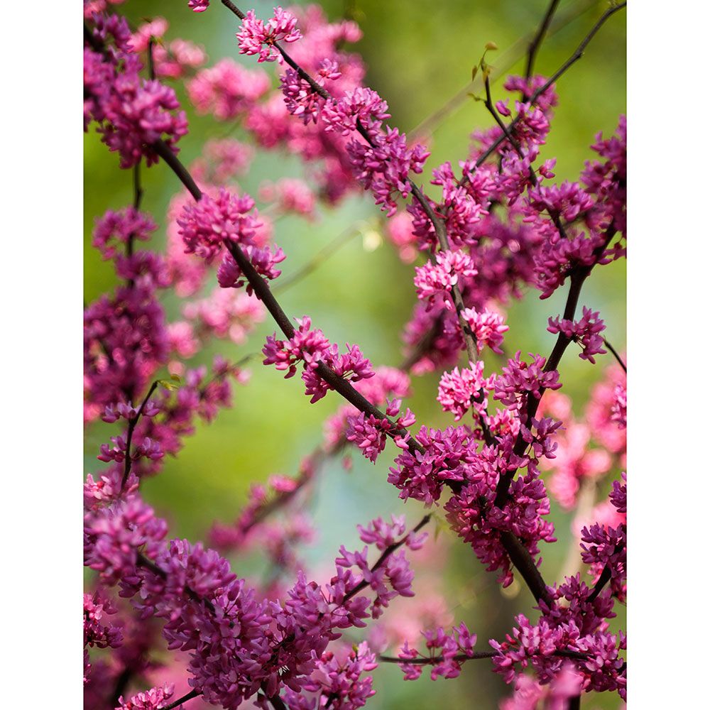 Cercis canadensis | White Flower Farm