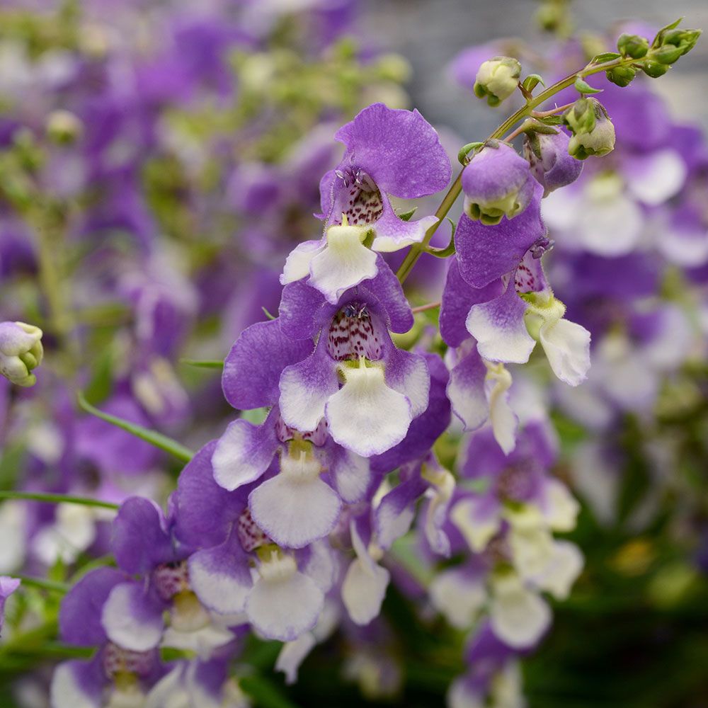 Angelonia angustifolia AngelMist® Spreading Bluebird | White Flower Farm