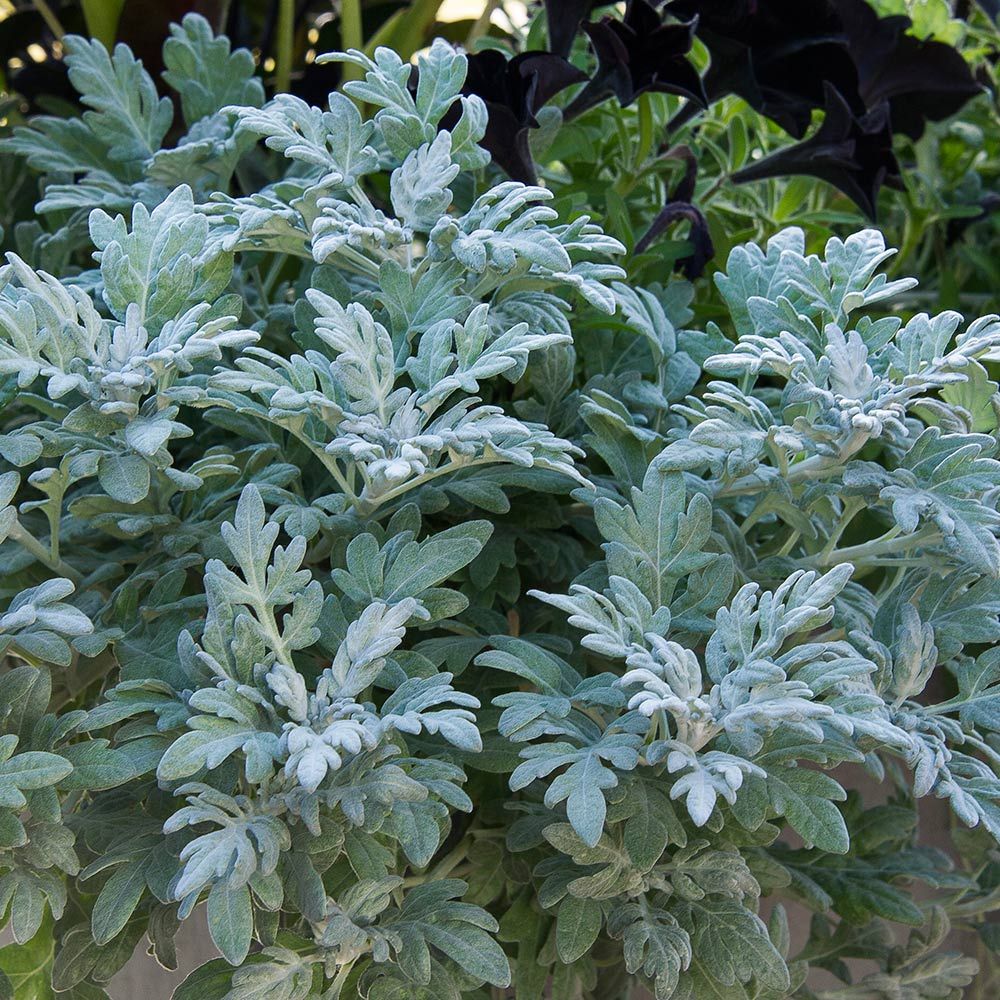 Artemisia stelleriana Silver Bullet™ | White Flower Farm