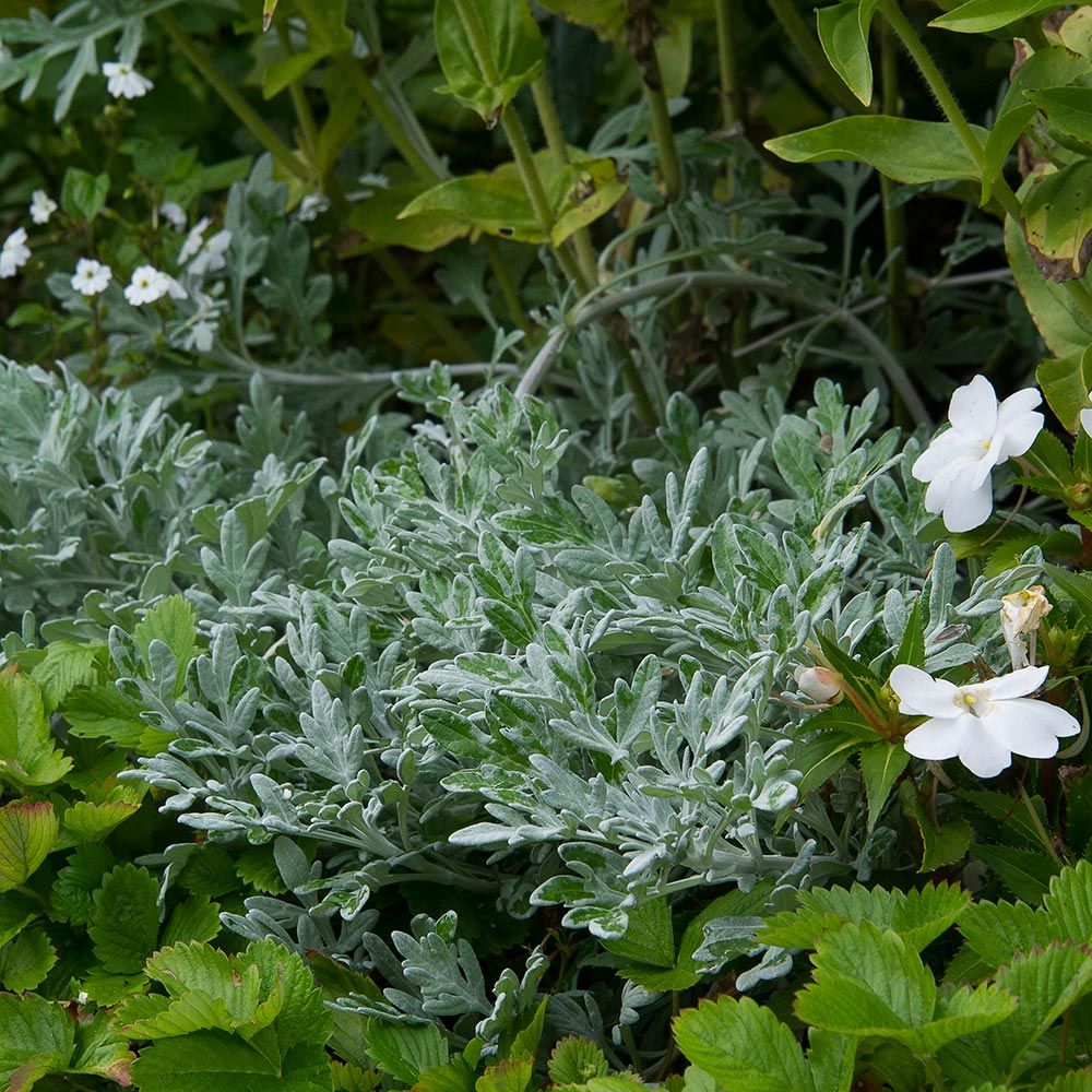 Artemisia stelleriana Silver Bullet™ | White Flower Farm