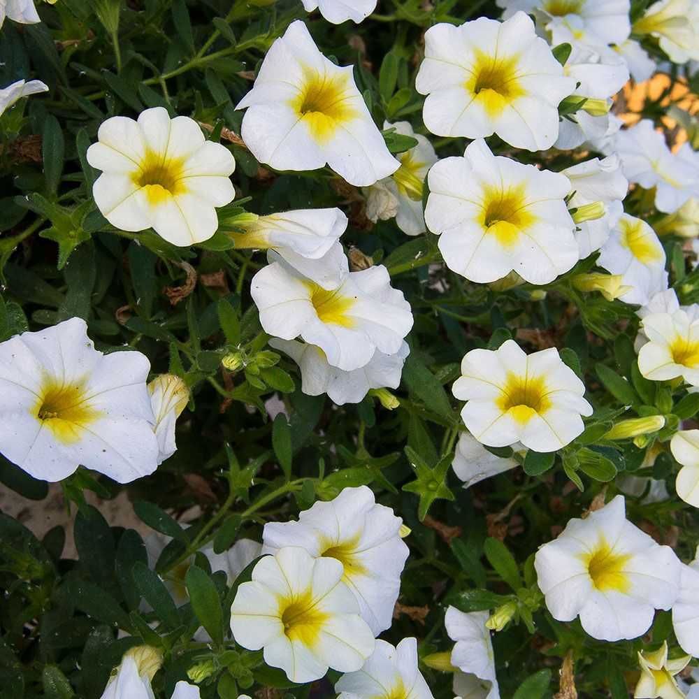 Calibrachoa Superbells® Over Easy™ White Flower Farm