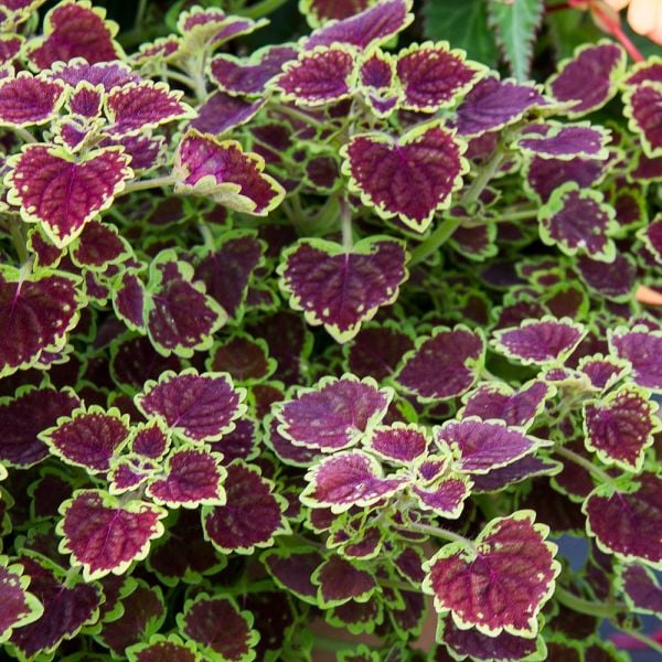 Coleus Burgundy Wedding Train | White Flower Farm