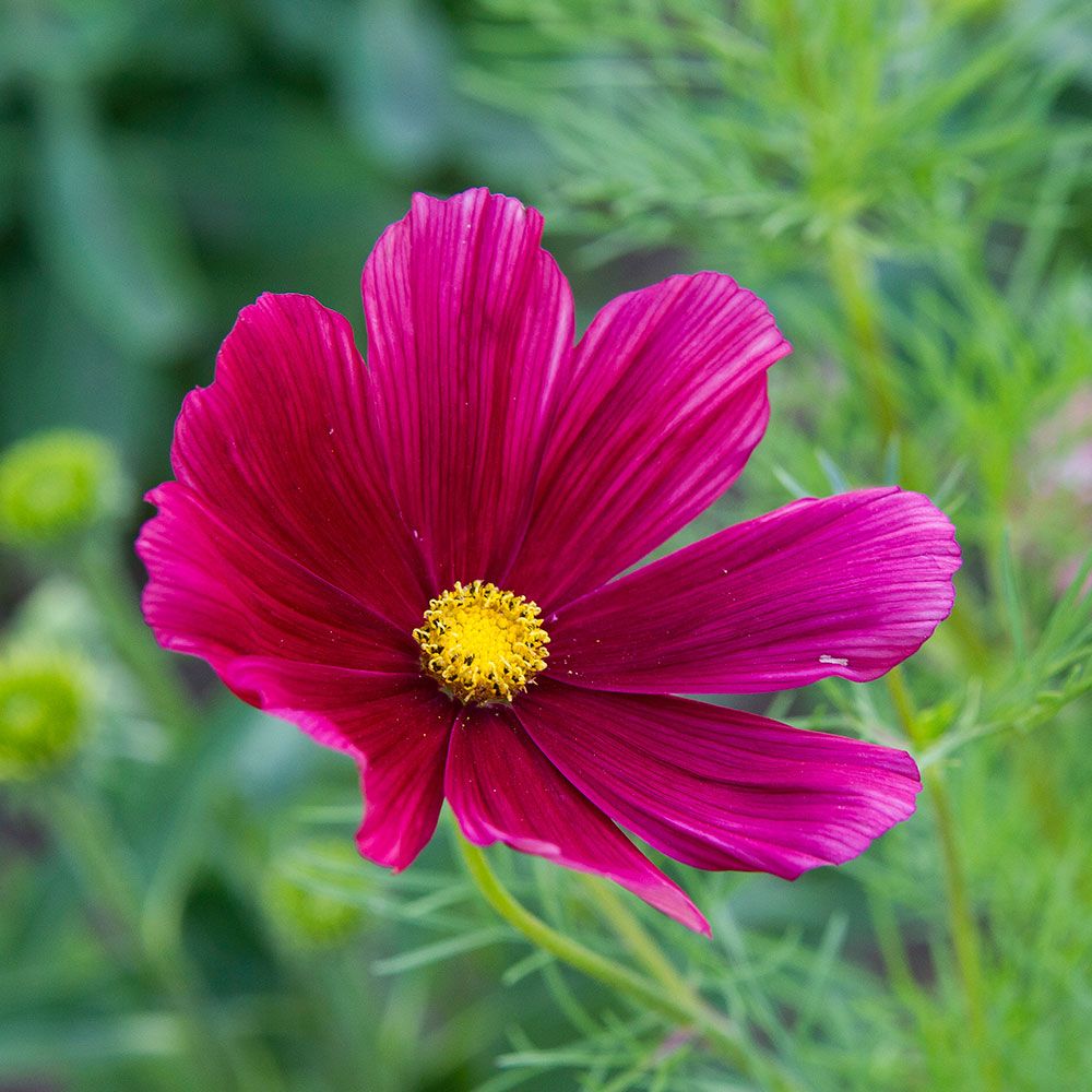 Cosmos bipinnatus Rubenza | White Flower Farm