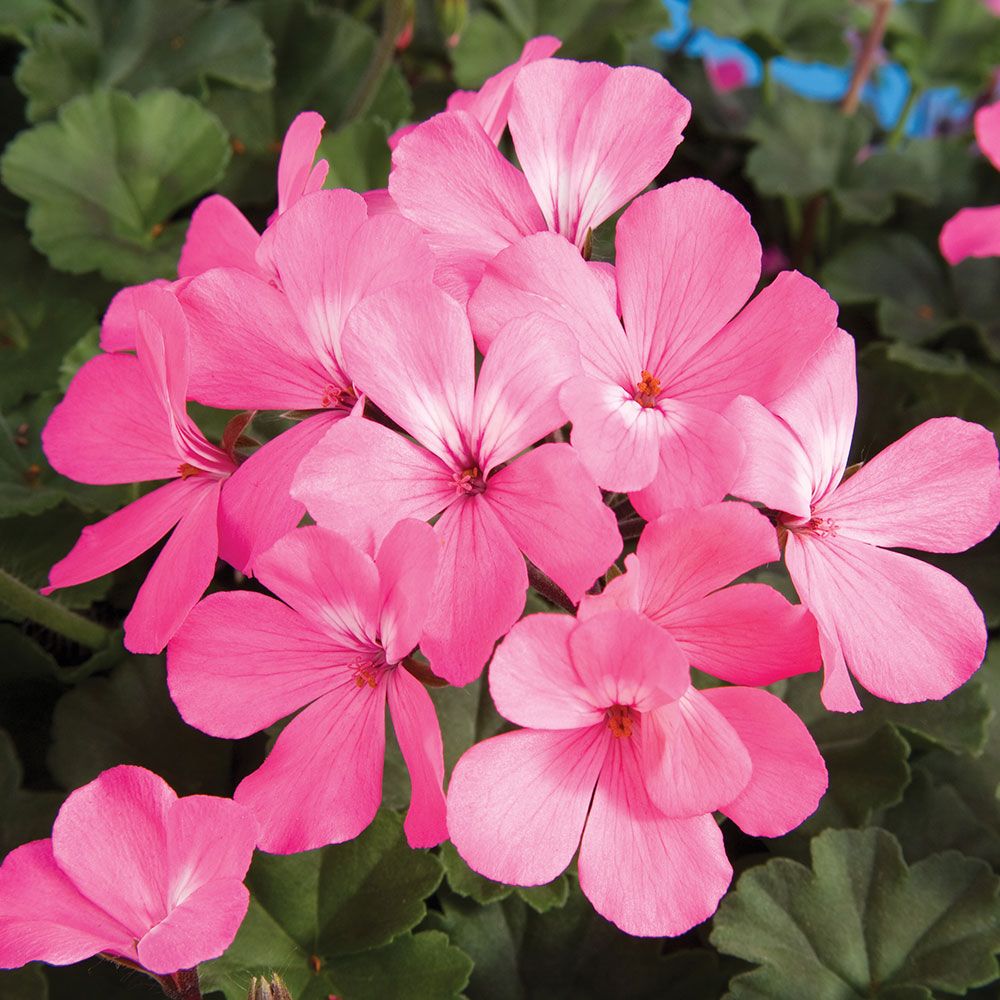 Pelargonium Caliente® Pink | White Flower Farm