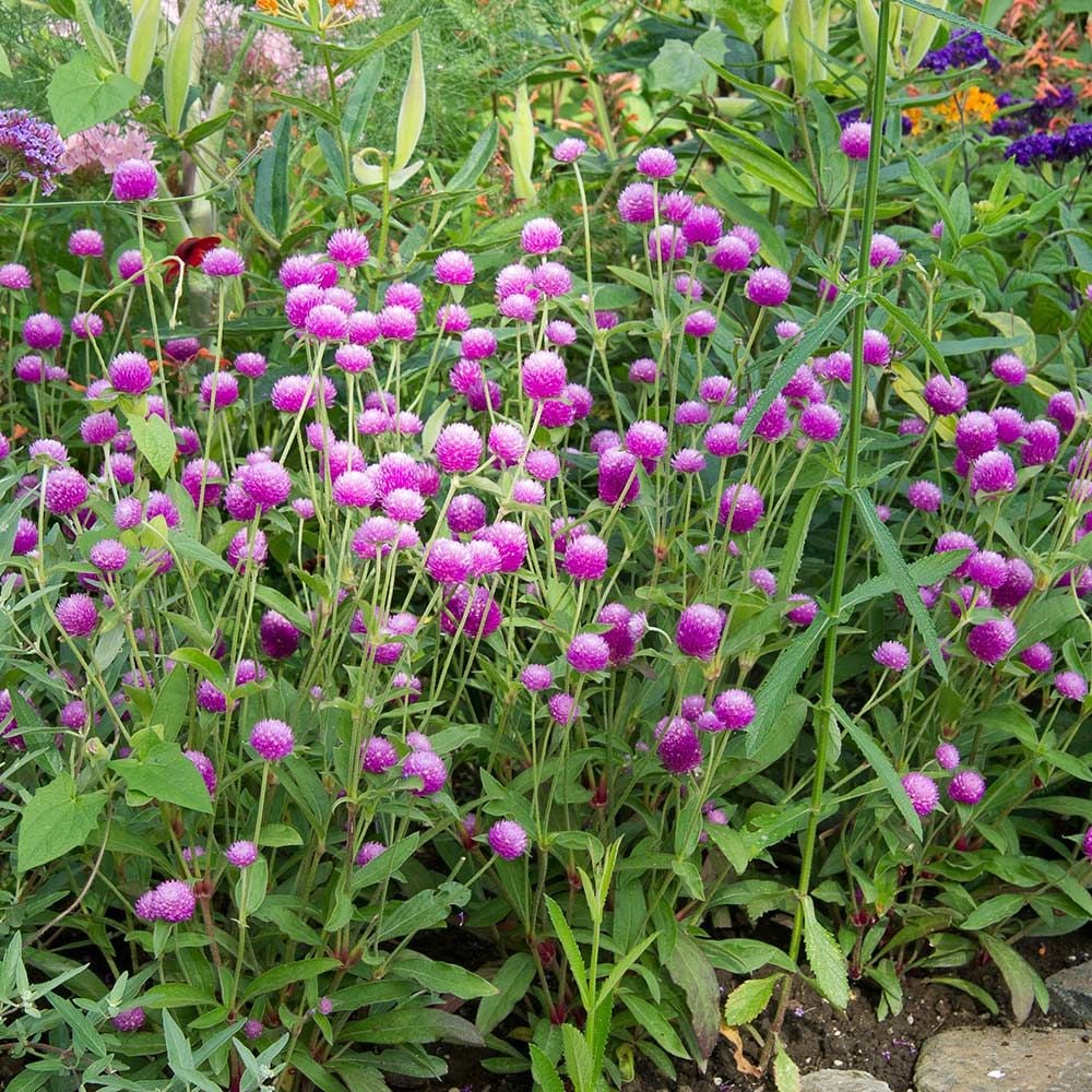 Gomphrena globosa 'Ping Pong Lavender' | White Flower Farm