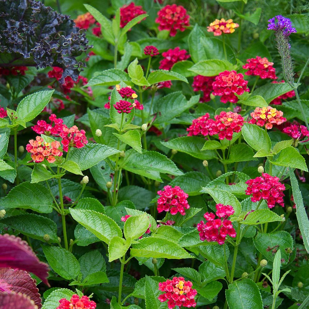 Lantana Bloomify™ Red | White Flower Farm