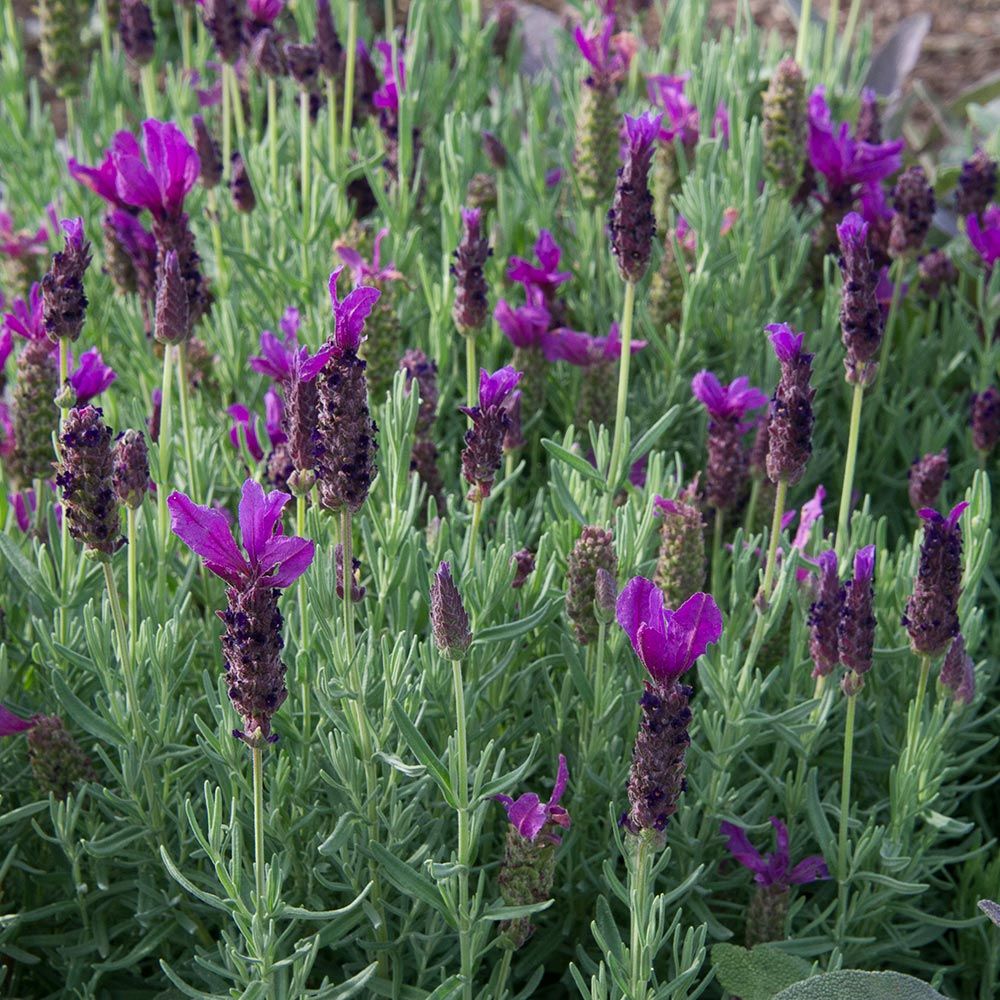Lavandula stoechas (Lavender) Javelin Forte™ Purple Flower Farm Deep | White