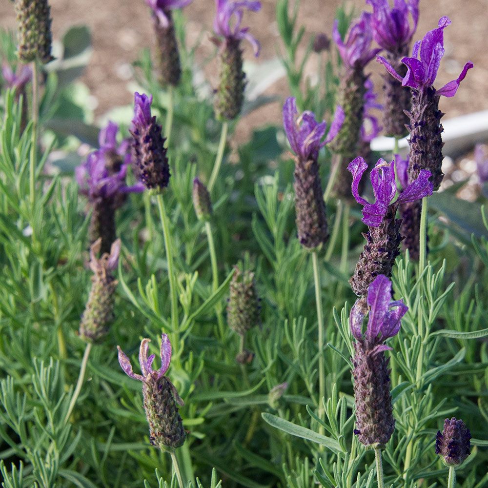 Deep Flower Farm White Forte™ Lavandula Javelin | (Lavender) Purple stoechas