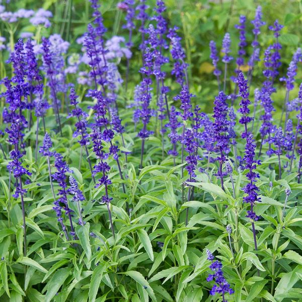 Salvia farinacea 'Victoria Blue' | White Flower Farm