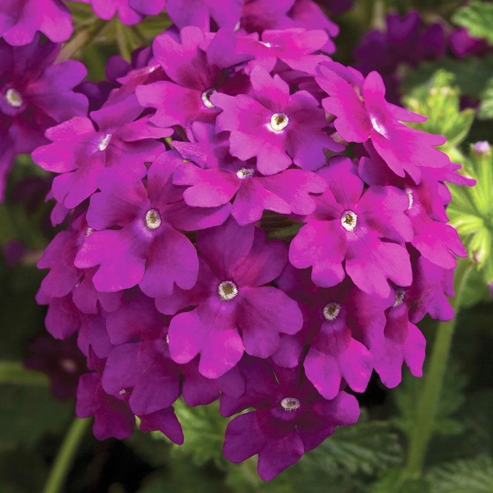 Verbena Lanai® Deep Purple | White Flower Farm