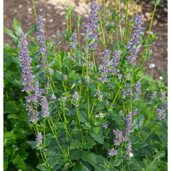 Agastache foeniculum | White Flower Farm