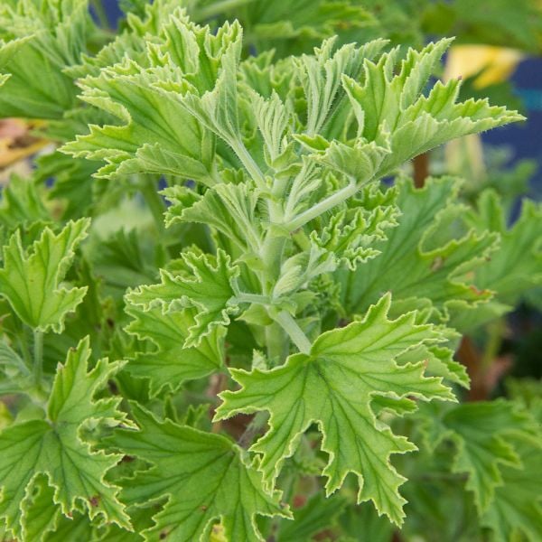 Pelargonium 'Citronella' | White Flower Farm