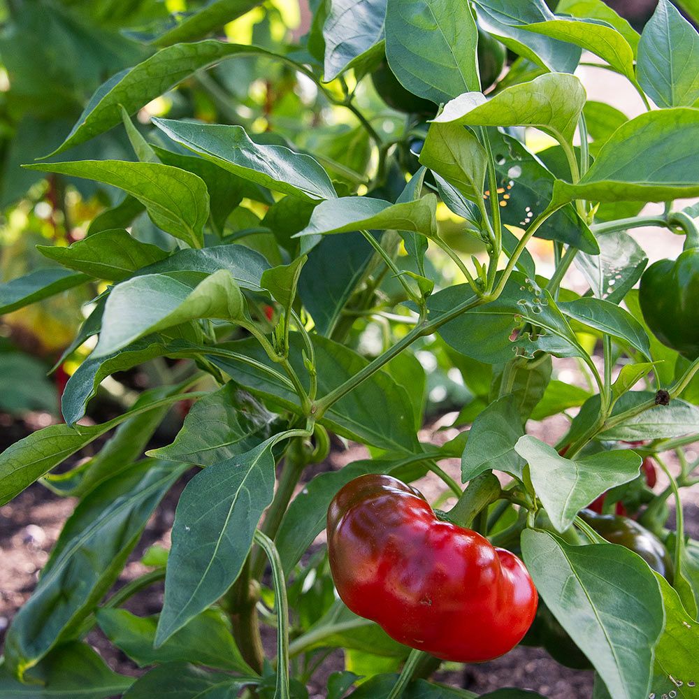 Pepper Right on Red | White Flower Farm