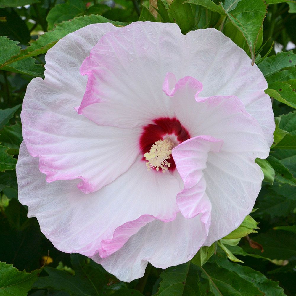 Hibiscus Summerific® Ballet Slippers | White Flower Farm